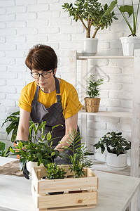 穿着围裙衣服的中年妇女照顾盆栽植物 家庭园艺和花卉栽培 有绿色植物和小屋核心植物花店概念的房子女性植物学农业女人纯化家庭生活房间图片