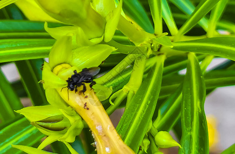 黄花上的小黑蜂 在墨西哥的漏洞热带动物宏观叶子花粉海滩植物群野生动物昆虫图片