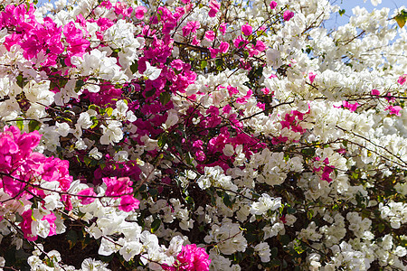 热带粉红色和白色的布加林维拉花草背景图片