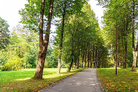 森林或公园的通道图片