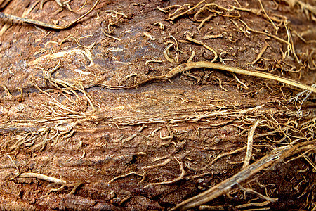 椰子缝合质地 椰子宏观背景 椰子纤维图片