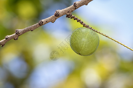 树上新鲜印度鹅莓的图像 青菜是高维他命含量的果实公式叶子味道反洗钱水果种子浆果花园气候营养图片