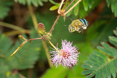紫花上的蓝带蜜蜂照片 昆虫 动物花瓣蜂蜜花园微距季节动物群植物群翅膀摄影植物图片