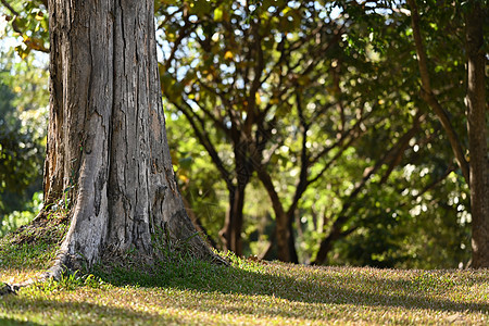 一棵大树的树干和大树根 阳光穿过草地上的树 复制文本的空间图片
