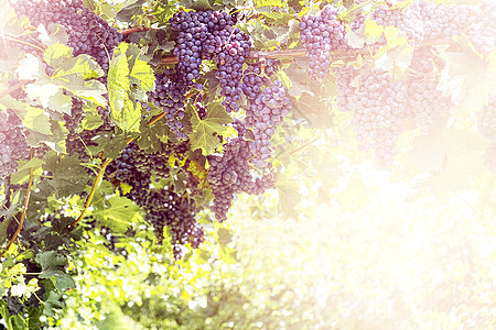 在温暖的阳光下 在藤树上连串红葡萄紫色农业甜食蓝色场地植物季节农场栽培酒厂图片