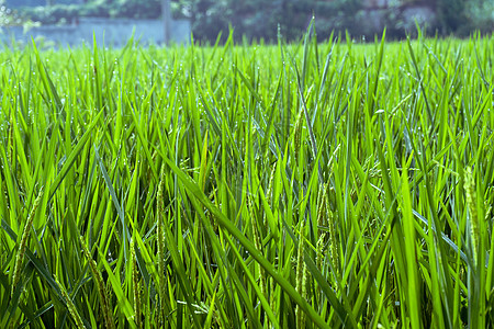 稻田绿稻树丛 大米田植被焦点绿色谷物农田生长粮食种植园场地农业图片