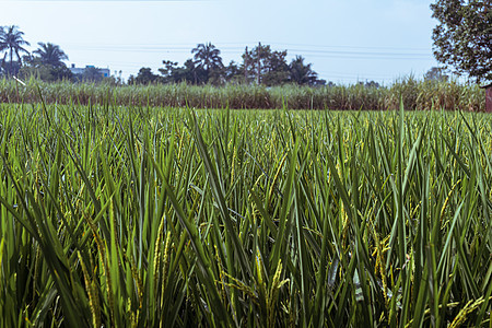 大米的耳朵 稻田绿米树枝谷物绿色场地农田植被粮食农业选择性种植园生长图片
