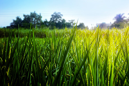 稻田绿稻树丛 大米田选择性植被生长焦点种植园绿色植物粮食农业场地图片