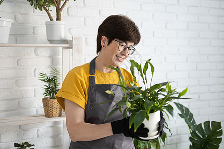 穿着围裙衣服的中年妇女照顾盆栽植物 家庭园艺和花卉栽培 有绿色植物和小屋核心植物花店概念的房子微笑农业灌溉女人生长热带爱好花园工图片