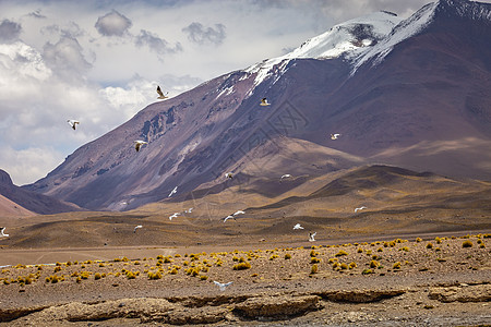 南美洲智利阿塔卡马边境附近的玻利维亚高原地貌的火山景观寂寞旅游摄影异国戏剧性普纳干旱草原情调爬坡图片