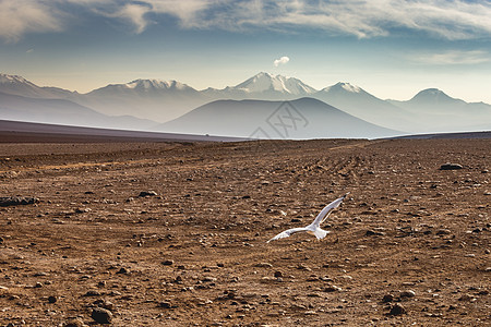 南美洲智利阿塔卡马边境附近的玻利维亚高原地貌的火山景观干旱沙漠普纳目的地环境草原异国假期戏剧性鸽子图片