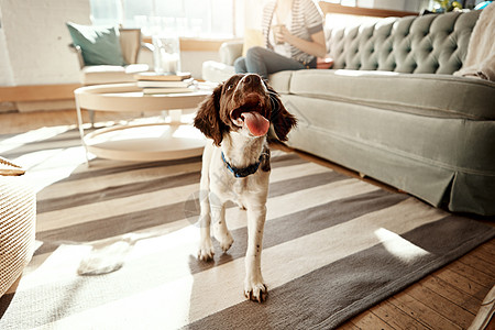 在客厅 公寓或家里的地毯上 狗 家养宠物和可爱的动物充满爱和关怀 顽皮 好奇和快乐的猎犬在休息室里伸出舌头走路 在房间里放松图片