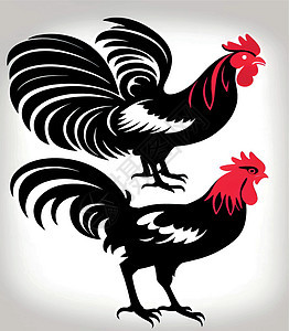 养殖动物绘画 鸡和小鸡的轮廓农场插图商业家禽家畜艺术羽毛收藏翅膀母鸡图片