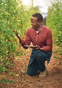 根据我的研究 这些西红柿是完美的 一位英俊的年轻男性农夫在检查庄稼时 用平板片拍到一整针图片