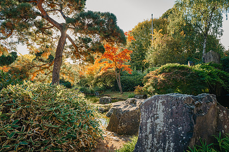美丽的日本花园和秋天塞森的红树 一阵落色与池塘反射树叶公园植物灌木阳光叶子庭园金子花园宝塔图片