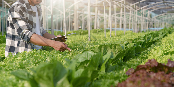 亚洲企业主观察了在水培农场种植有机食品 种植有机蔬菜和绿色能源概念叶子植物水电技术花园生长生产栽培食物场地图片