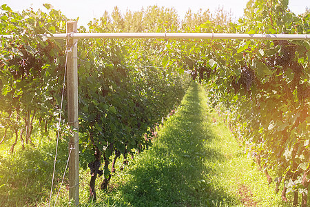 意大利 欧洲和意大利用于葡萄酒生产的葡萄藤养殖场图片