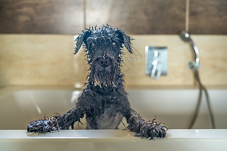 浴缸里有湿狗 小黑猪图片