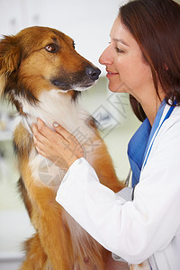 别害怕 一个女兽医想安抚一只惊恐的长相狗图片