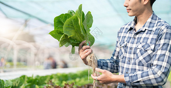 快乐的男园丁微笑着检查温室花园中绿橡树蔬菜的质量 年轻的亚洲园艺农民在水培农业中种植健康营养的有机沙拉蔬菜叶子男性栽培食物种植园图片