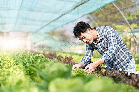 快乐的男园丁微笑着检查温室花园中绿橡树蔬菜的质量 年轻的亚洲园艺农民在水培农业中种植健康营养的有机沙拉蔬菜种植园技术生产收成男性图片