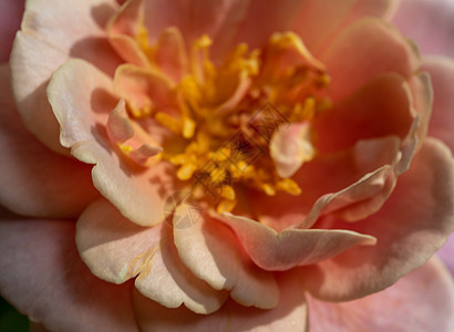 作为自然背景的彩虹花粉和花瓣 红玫瑰花粉和花瓣图片
