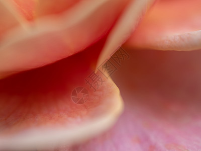 作为自然背景的芳香花瓣 玫瑰花瓣宏观淡紫色紫色植物花园脆弱性植物群墙纸灌木背景图片