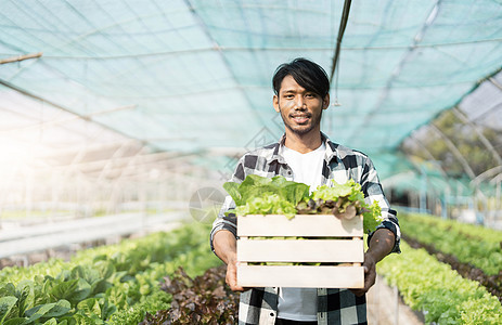 在温室园艺苗圃农场 商业农民和健康食品概念中 年轻友善男子农民微笑并持有有机水栽培新鲜绿色蔬菜生产木箱 单位 千分之一收成环境工图片