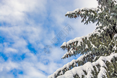 蓝色天空背景下雪中的松树枝图片