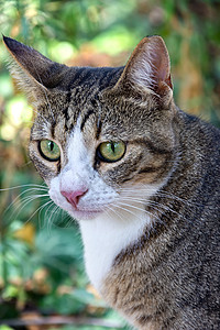 花园里绿眼睛的野猫美人肖像 垂直视图毛皮猫科动物荒野小猫头发虎斑情绪宠物公园图片