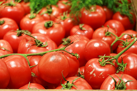 有水滴的新鲜番茄红色蔬菜食物桌子背景图片