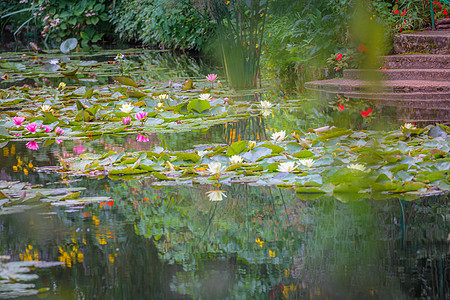 在法国Thanrny的水池上铺开有反射的水池植物水面院子生长野花荷花萼片花头积水叶子图片
