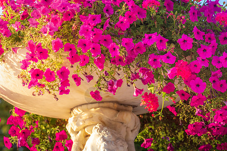 花朵盛开的鲜花 法国春季卢森堡菜园春秋天日出微距花瓶花头作品植物园叶子园景花园印象派图片