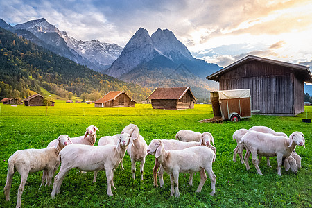 德国巴伐利亚Garmisch 加米什 牧羊和带生锈的农场谷仓雪山乡村目的地风景国际家畜山羊天空地标旅游图片