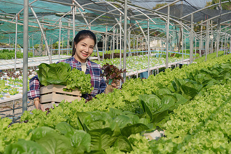 亚洲企业主观察了在水培农场种植有机食品 种植有机蔬菜和绿色能源概念营养收成生产温室环境食物水产场地技术水电图片