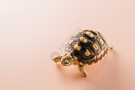 非洲刺激苏尔喀塔乌龟行走庇护所动物学爬虫动物小路脊椎动物剪裁野生动物眼睛工作室图片