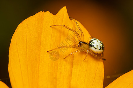 在自然背景上的黄色花朵上鳄鱼蝙蝠或野兽的芒戈拉阿卡利法蜘蛛Araneidae图像荒野性质织工猎人蜘蛛网刺果昆虫野生动物怪物蛛科图片
