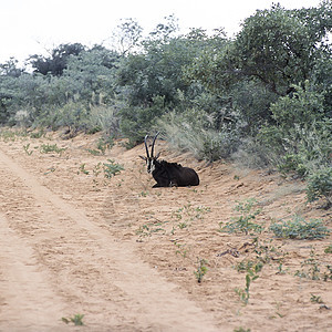 电缆星座动物野生动物公园草原羚羊高原荒野动物群男性食草图片