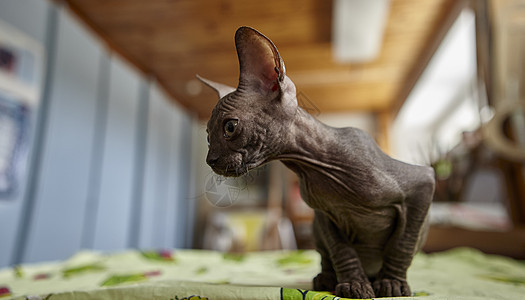 迷人的灰色Sphynx小猫漫步在艺术工作坊的桌子上伴侣生活娱乐朋友猫科乐趣良种婴儿玩具孩子图片