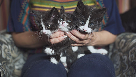 女人怀抱的黑白小猫图片