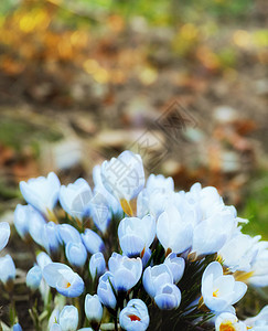 给春天增添一点颜色 美丽的花朵蓝色阳光农村花瓣生长花园植物群太阳叶子植物图片