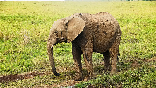 在阳光明媚的一天 非洲灌木丛中的野生大象公园哺乳动物国家场地游戏动物旅游荒野格劳大草原图片
