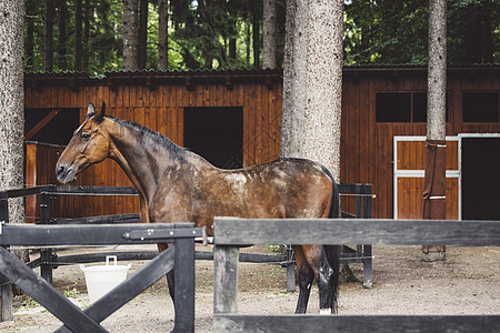 穿着黑头发的黑棕色棕色马匹 仍然在斯洛文尼亚牧场的围栏内图片
