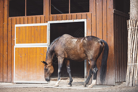 美丽的棕色马匹 成年马匹 站在马棚的字体里图片
