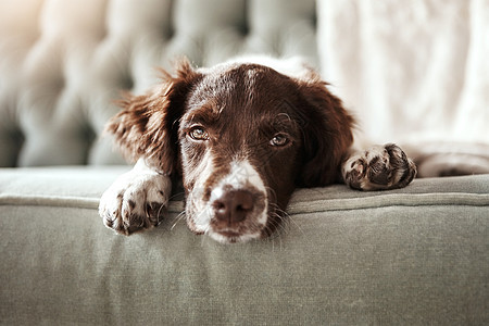 可爱的狗 累了 沙发无聊地躺在客厅里 看起来筋疲力尽 或者家里有皮毛很可爱 放松的动物 宠物或小狗的肖像 爪子放在沙发内部 在家图片