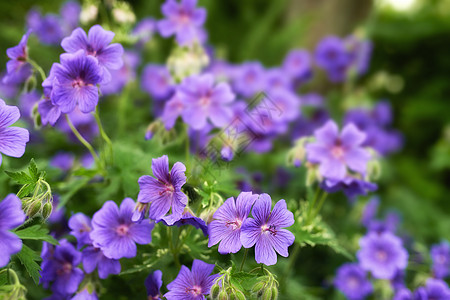 草甸天竺葵  也称为 是其最常见的名称 尽管其他名称包括和季节蓝色季节性行动力量生长植物群团体花朵花园图片