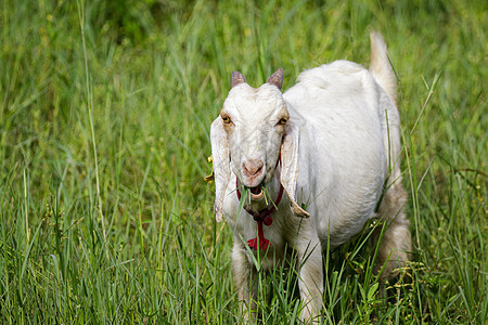 绿草地上小白山羊的画面 农场动物哺乳动物孩子们农业宠物家畜头发牧场食物场地毛皮图片