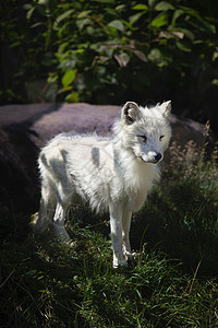 亚瑟狐黑色文章野生动物荒野白色动物狐狸捕食者苔原毛皮图片