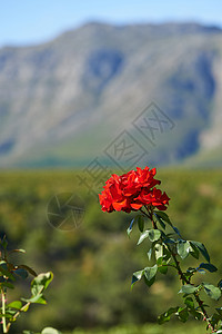 玫瑰开花 花园里生长着一朵美丽的红玫瑰的风景图片