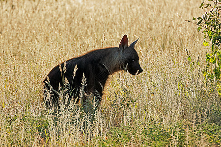 草原-Etosha国家公园中的棕色土狼图片